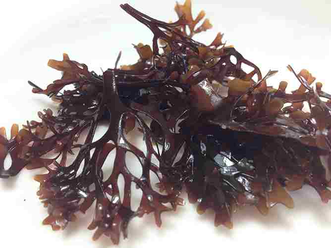 types-of-japanese-seaweed-irish-moss