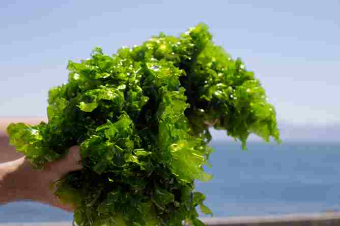 types-of-japanese-seaweed-sea-lettuce